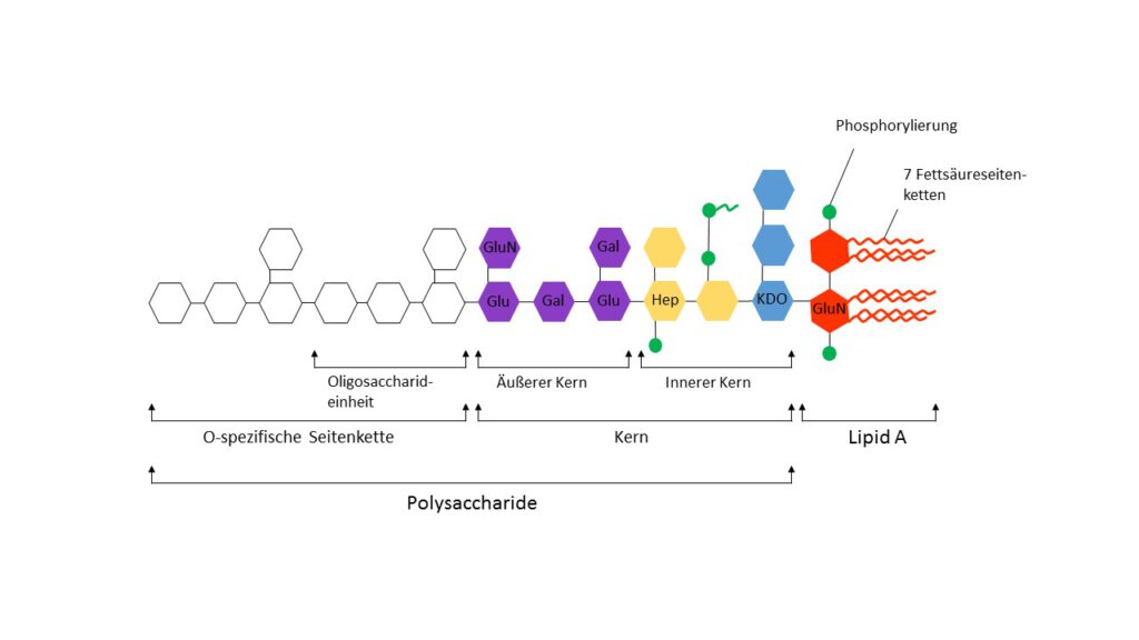 Lipopolysaccharide