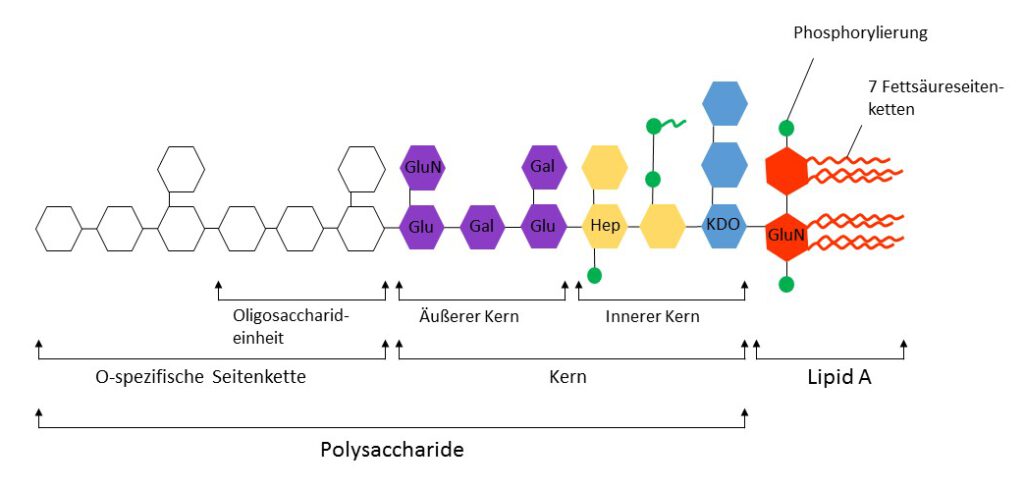 Lipopolysaccharide